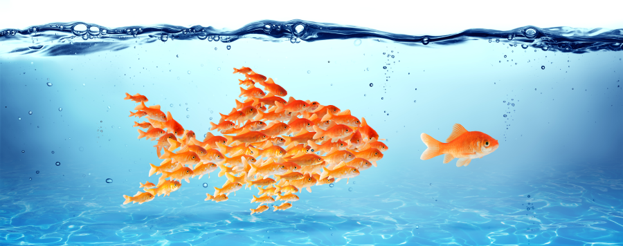 School of goldfish in the shape of a fish with blue ocean background